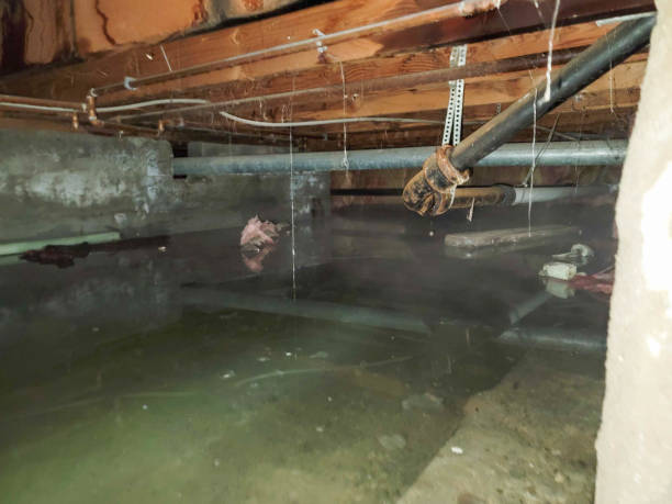 Best Mold removal after water damage  in English, IN