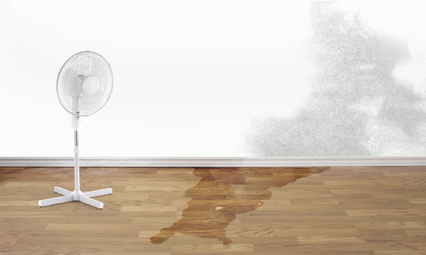 Best Mold removal after water damage  in English, IN